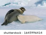 Harp Seal, pagophilus groenlandicus, Mother with Pup suckling, Magdalena Island in Canada  