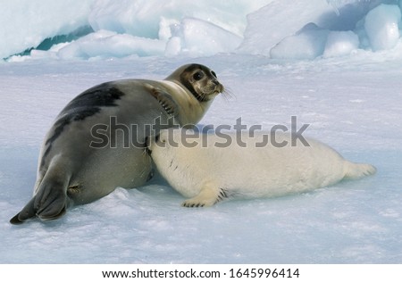 Harp Seal, pagophilus groenlandicus, Mother with Pup suckling, Magdalena Island in Canada  