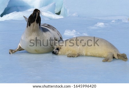 Harp Seal, pagophilus groenlandicus, Mother with Pup standing on Icefield, Magdalena Island in Canada  