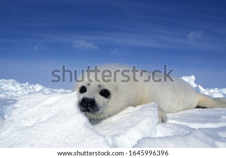 Harp Seal, pagophilus groenlandicus, Pup standing on Icefield, Magdalena Island in Canada  