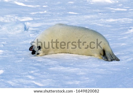Harp Seal, pagophilus groenlandicus, Pup laying on Ice Floe, Magdalena Island in Canada  