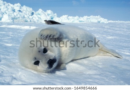 Harp Seal, pagophilus groenlandicus, Pup laying on Ice Floe, Magdalena Island in Canada  
