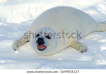 Harp Seal, pagophilus groenlandicus, Pup laying on Ice Floe, Calling for Mother, Magdalena Island in Canada  