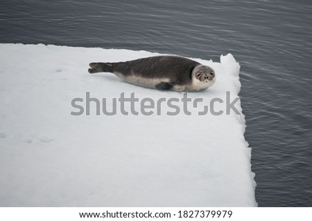 A Harp Seal (Pagophilus groenlandicus) pup lies on the edge of an isolated ice sheet in Arctic Ocean.Looking at camera.Image