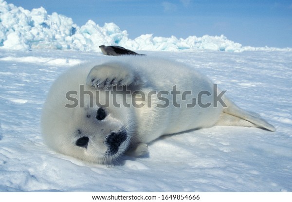 Harp Seal, pagophilus groenlandicus,\
Pup laying on Ice Floe, Magdalena Island in Canada \
