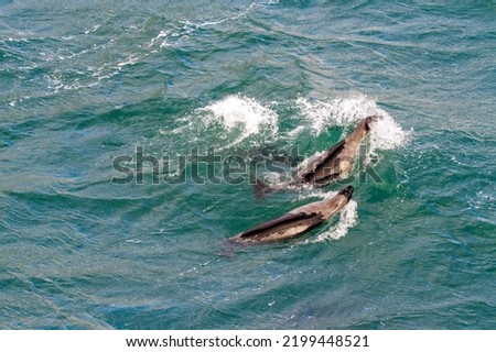 Harp Seals swimming off coast of Devon Island, Nunavut, Canada.