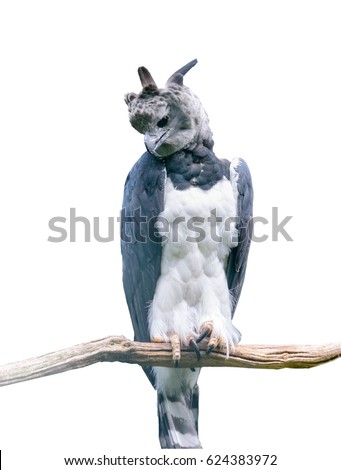 Harpia harpyja sitting on the branch. Neotropical species of eagle. Isolated