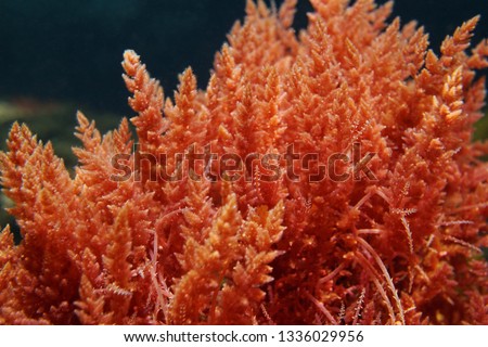 Harpoon weed red algae Asparagopsis armata underwater in the Mediterranean sea, Spain Imagine de stoc © 