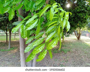 Harpullia Pendula (tulipwood Or Tulip Lancewood) Leaves On Tree In The Park