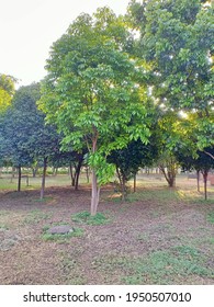 Harpullia Pendula (tulipwood Or Tulip Lancewood) Tree In The Park 