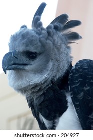 Harpy Eagle Stock Photo (Edit Now) 204927