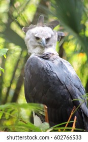 Harpy Eagle