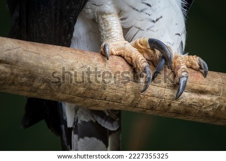 Harpy eagle claws closeup with dark background