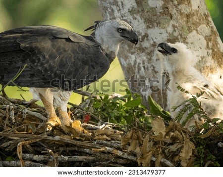 Harpy eagle feeding chick, brazil, south america
