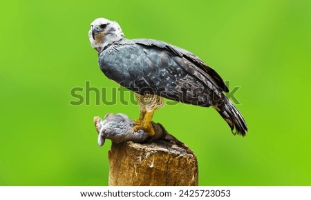 The Harpy Eagle With Green Nature Background. 