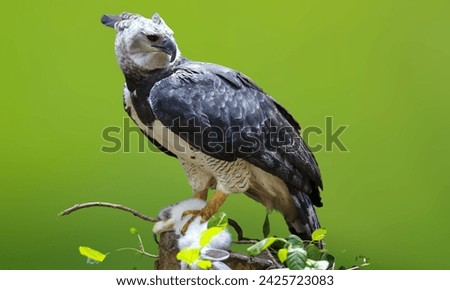 The Harpy Eagle With Green Nature Background. 