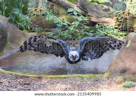 Harpy Eagle (Harpia harpyia) bathing, Brazil