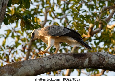 Harpy Eagle (Harpia Harpyia), Juvenile, 15 Months, Perched On A Branch, Amazon, Brazil