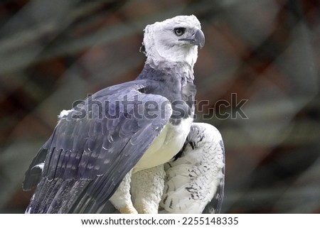 Harpy Eagle, (Harpia harpyja) Accipitridae family. Amazonia, Brazil 