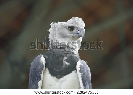 Harpy Eagle, (Harpia harpyja) Accipitridae family. Amazonia, Brazil 