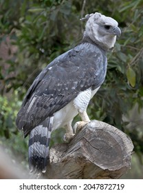 Harpy Eagle (Harpia harpyja) bird
