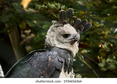 The Harpy Eagle, Harpia Harpyja Is Also Called The American Harpy Eagle Is Among The Largest Species Of Eagles In The World. It Can Be Found In The Upper Canopy Layer Of Tropical Lowland Rainforests.