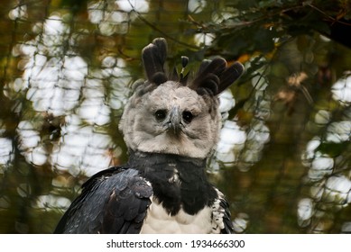 The Harpy Eagle, Harpia Harpyja Is Also Called The American Harpy Eagle Is Among The Largest Species Of Eagles In The World. It Can Be Found In The Upper Canopy Layer Of Tropical Lowland Rainforests.