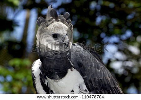 Harpy eagle (Harpia harpyja), Captive animal, Panama Central America