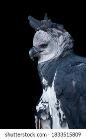 Harpy Eagle (Harpia Harpyja) Deatiled Portrait In The Amazon Basin Of Ecuador 