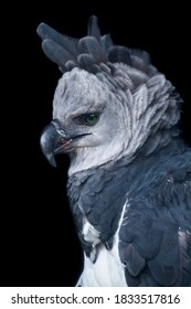 Harpy Eagle (Harpia Harpyja) Deatiled Portrait In The Amazon Basin Of Ecuador 