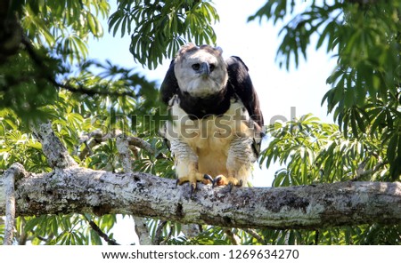 Harpy Eagle (Harpia harpyja) in Ecuador, south America