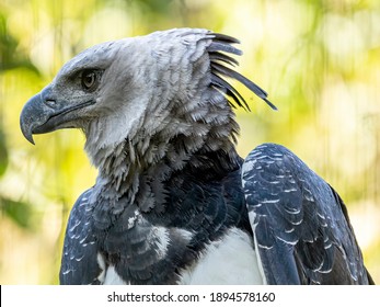 1,153 Aguila arpia Images, Stock Photos & Vectors | Shutterstock