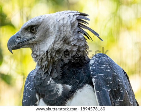 The Harpy Eagle (Harpia harpyja) with green nature bokeh as background