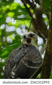 A harpy eagle perching on tree branch