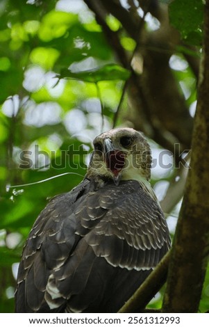 A harpy eagle perching on tree branch