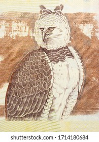 Harpy Eagle A Portrait From Venezuelan Money
