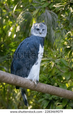 Harpy eagle at rest on a branch watching its surroundings
