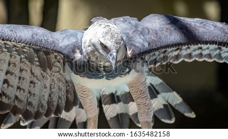Harpy Eagle of the species Harpia harpyja in a brazilian zoo
