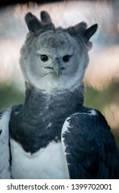 Harpy Eagles Are Among The World’s Largest And Most Powerful Eagles. Their Rear Talons Are About 3-4 Inches Long. Deforestation And Shooting Are The Two Main Threats To Their Survival. Harpia Harpyja.