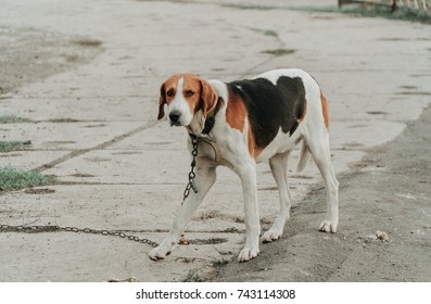 Harrier (dog)