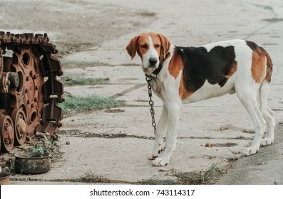 Harrier (dog)