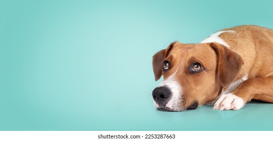 Harrier dog lying on turquoise background while looking up. Cute brown medium-sized puppy dog waiting for food or watching something. 1 year old female Harrier Labrador mix dog. Colored background. - Shutterstock ID 2253287663