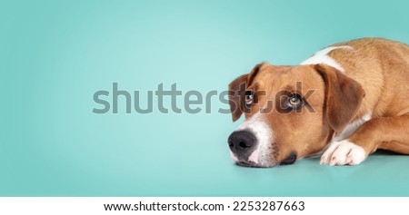 Harrier dog lying on turquoise background while looking up. Cute brown medium-sized puppy dog waiting for food or watching something. 1 year old female Harrier Labrador mix dog. Colored background.