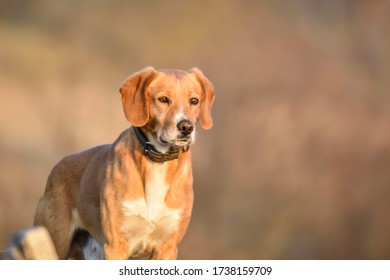 Harrier Dog, Portrait Of Dog