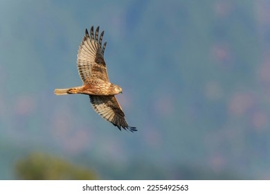 Harrier is flying to look for prey while bathing in the setting sun - Shutterstock ID 2255492563