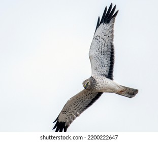 Harrier Hawk Aka The Grey Ghost 