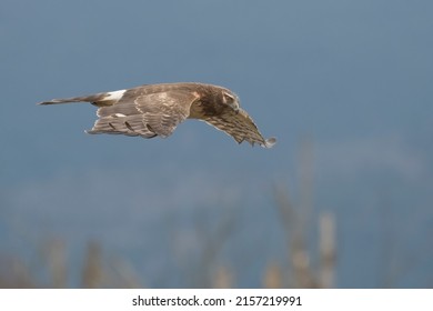 Harrier Hawk Looking For Lunch