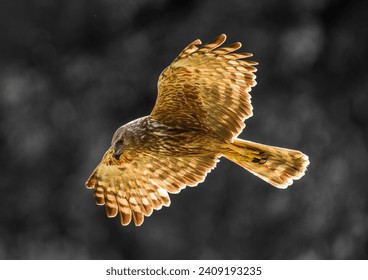 The Réunion harrier or Réunion marsh harrier - Circus maillardi - Papangue - female - Endemic to Reunion Island