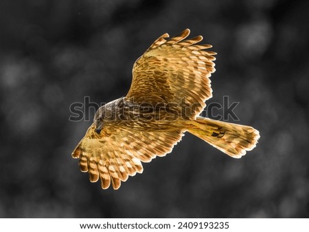 Similar – Awesome bird of prey in flight