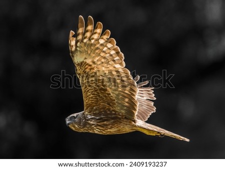 Similar – Awesome bird of prey in flight